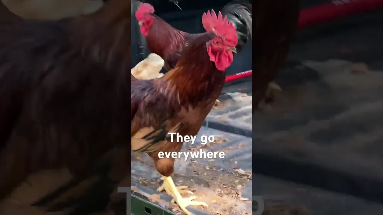 Best Way to Raise Chickens