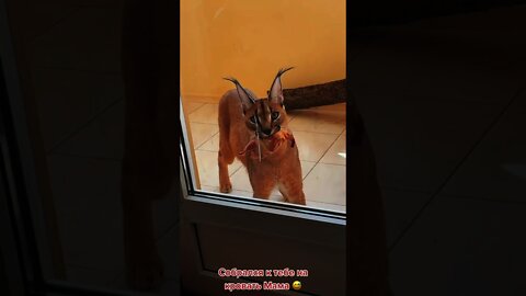 #shorts Смешные животные из Тик Ток 96 Funny animals from Tik Tok