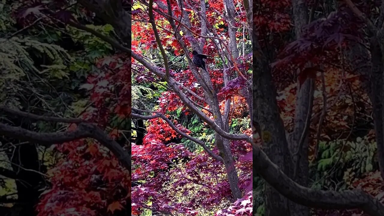 Beautiful bird’s song❤️🌸🍀🇨🇦