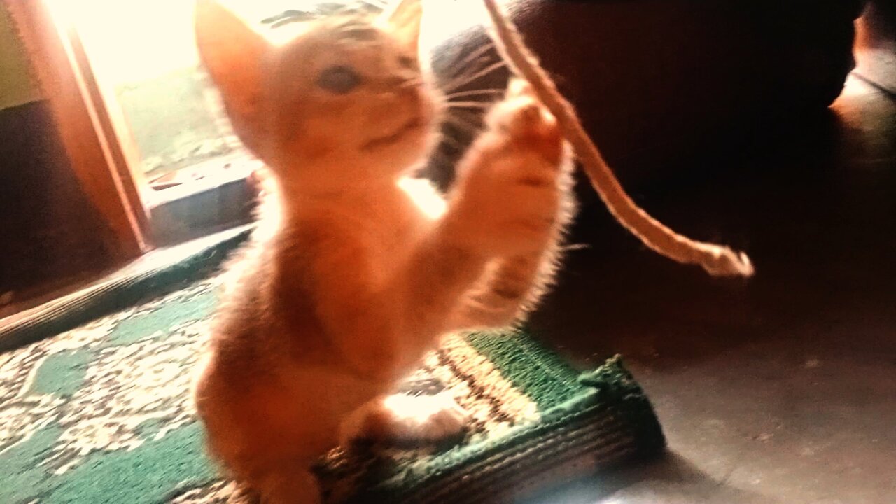 Cute kittens play she is very cute