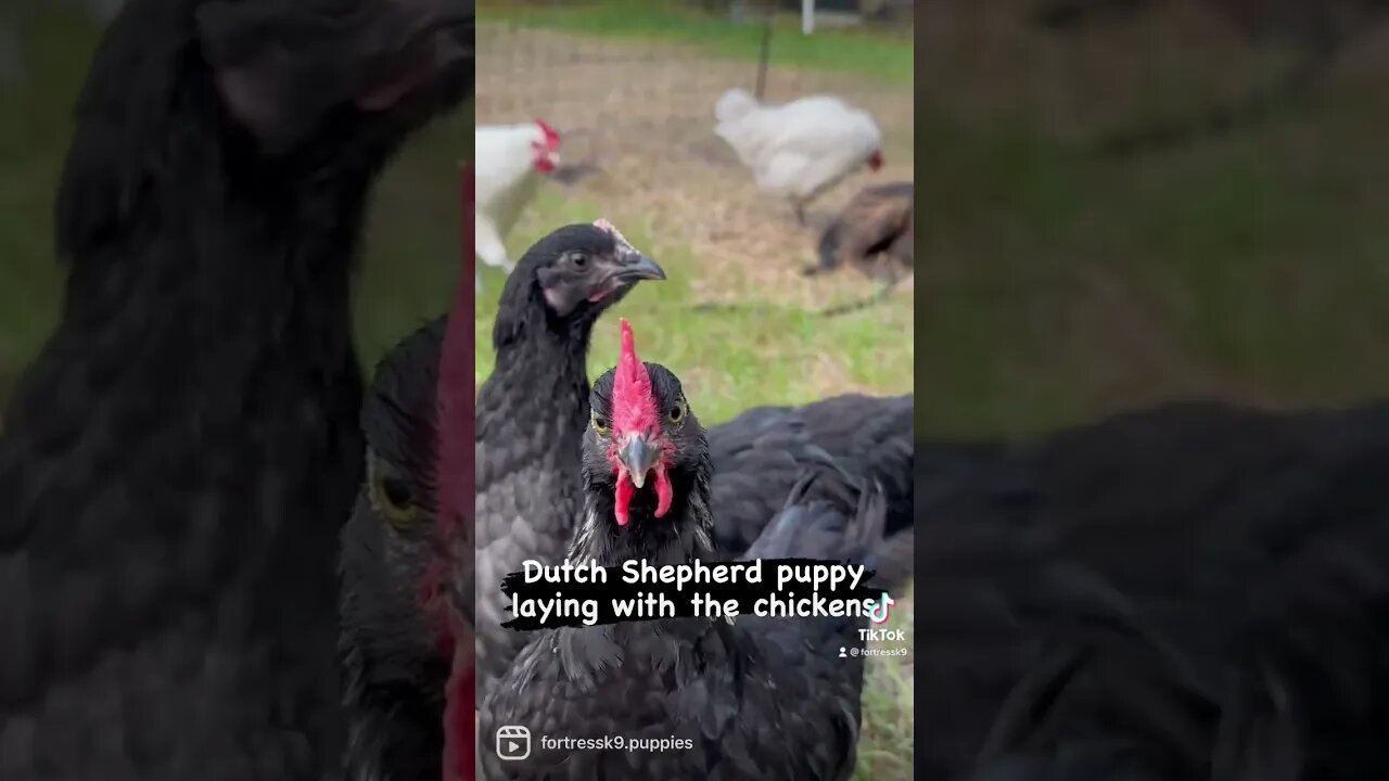 Introducing puppies to chickens #malinoislovers #dutchshepherdpuppy #puppies