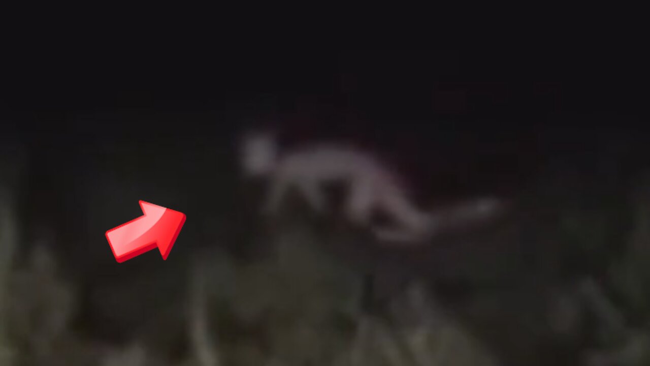 Mysterious creature seen in the grass in the middle of the night [Conspiracy]