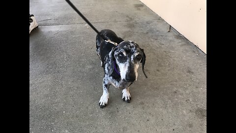 This owner had to surrender her two dogs because of failing health