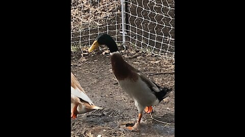 Get out of my pond!