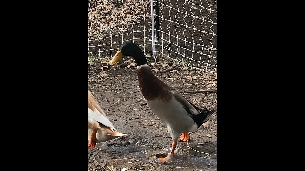 Get out of my pond!