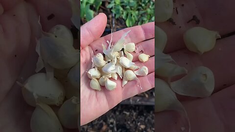 Planting GARLIC BULBILS