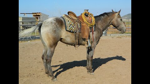 Horse Training_Missy & Me_Paul & Poncho