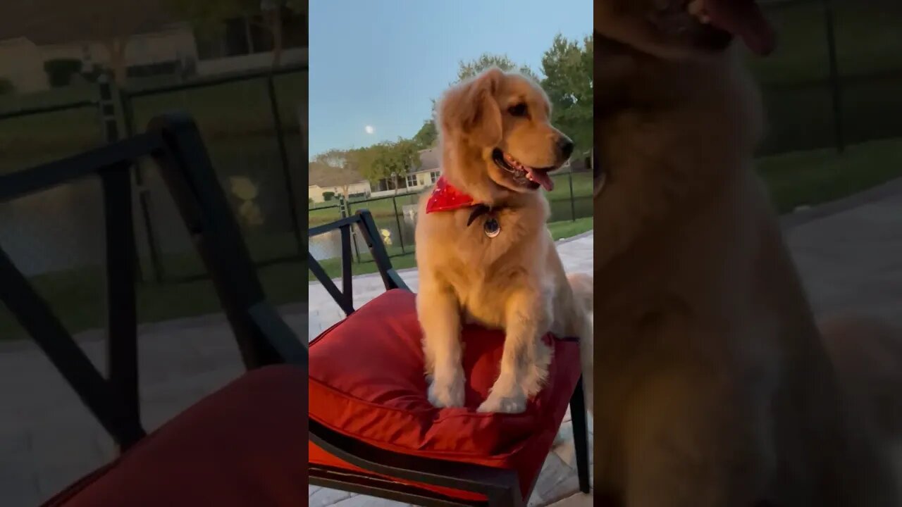 Fluffy, Clean Golden Retriever Puppy Begging For Pork Chops! (Full Moon tonight too!)