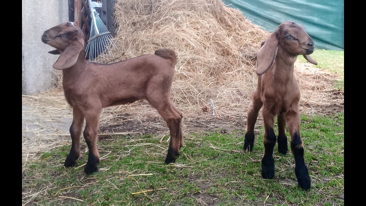 goats kids, anglo-nubian