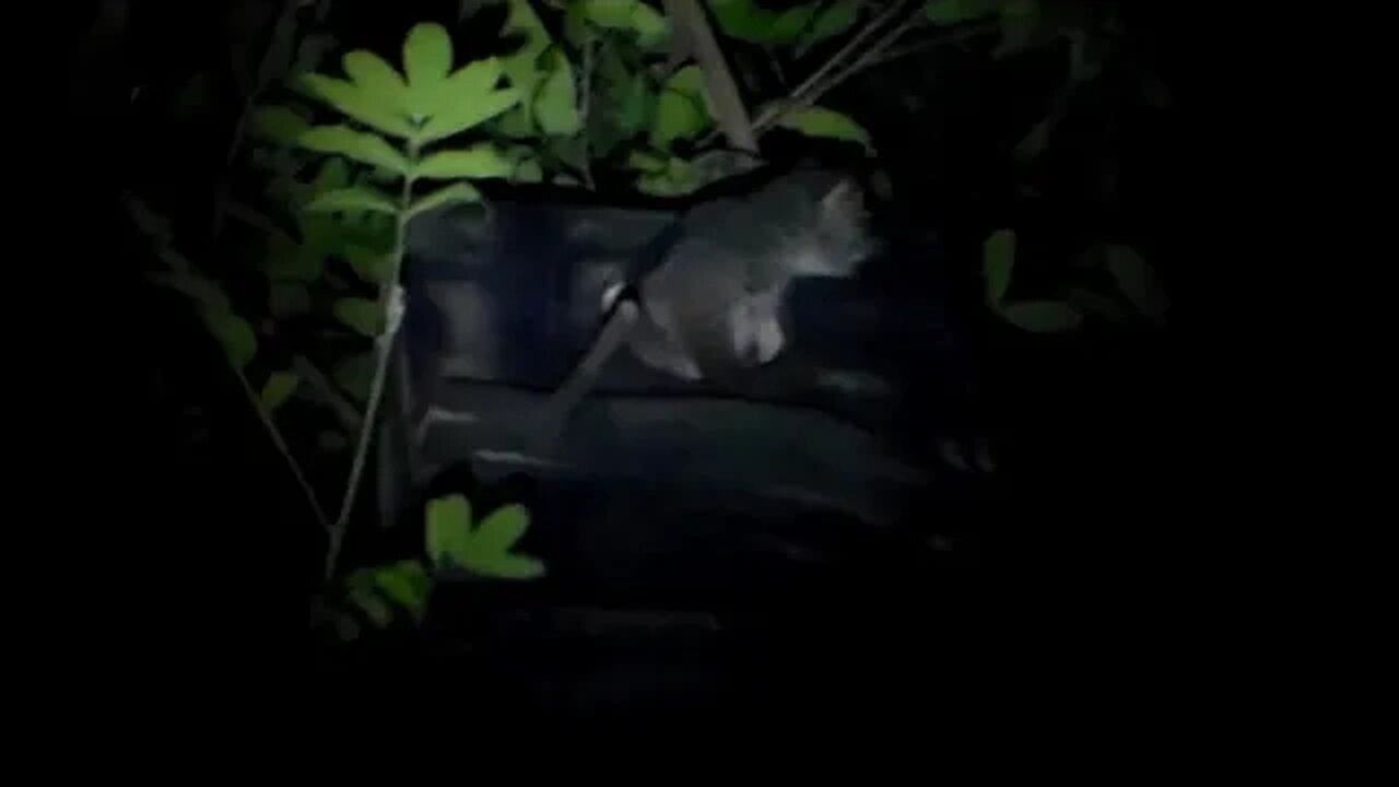 More Bushbaby fun
