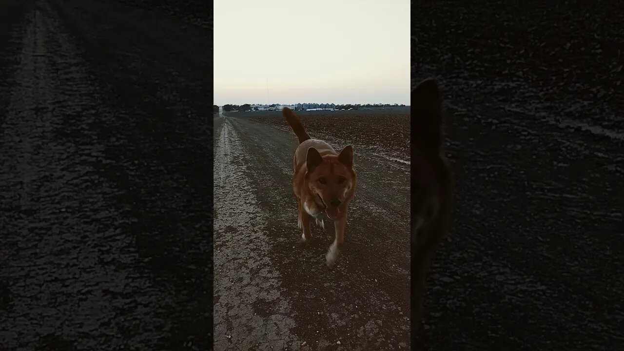 Runaway