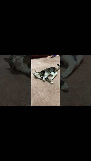 Catnip Pouches are Great Toys for #cats