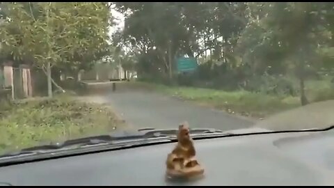 Leopard attacks car!