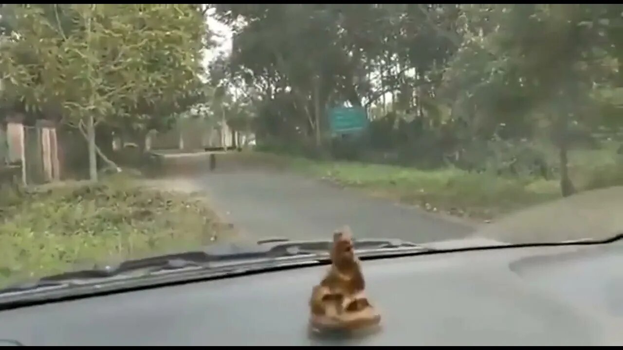 Leopard attacks car!