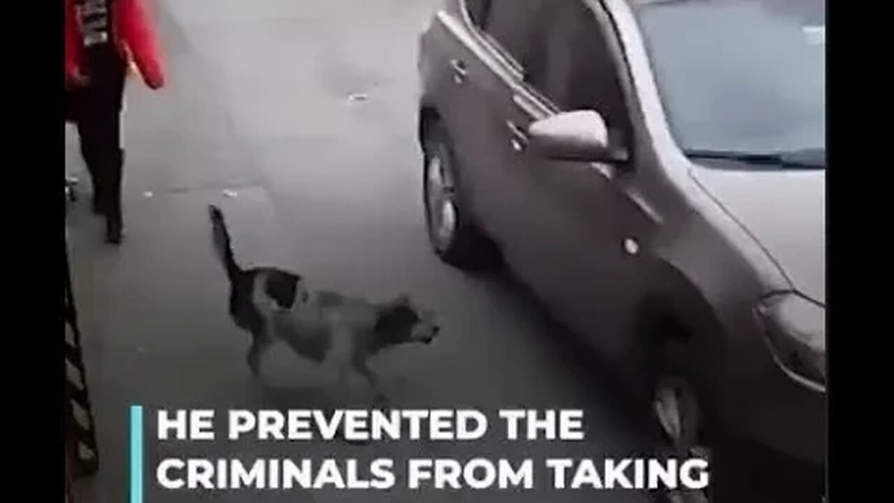 Little stray dog hero saves a girl from being kidnapped as she was back from school