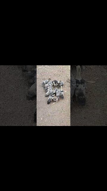 Ducklings out in the yard for the first time #ducks #muscovy #ducklings #muscovyducklings