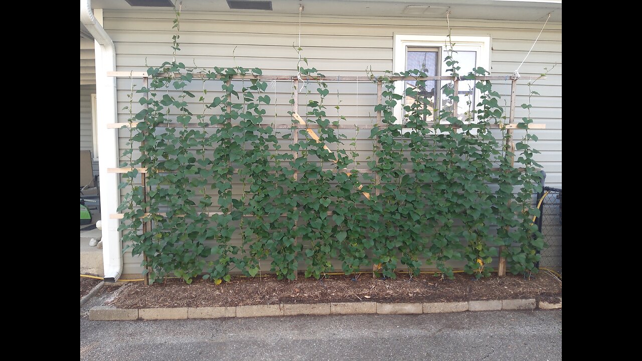 Georgia Jet Sweet Potato Update 6/17/24