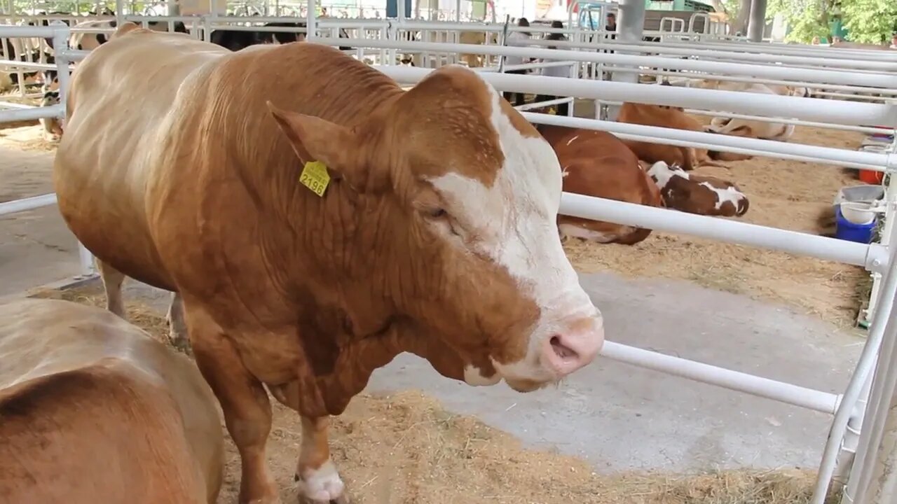 Bull on livestock farm (2)