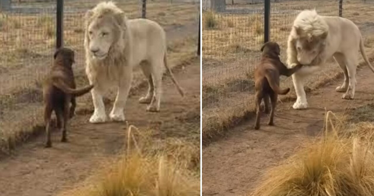 Lion asking dog for forgiveness