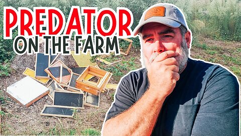 PREDATOR Attacking Our Bee Hives?