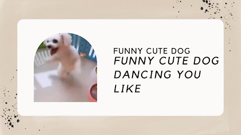 FUNNY CUTE DANCING DOG