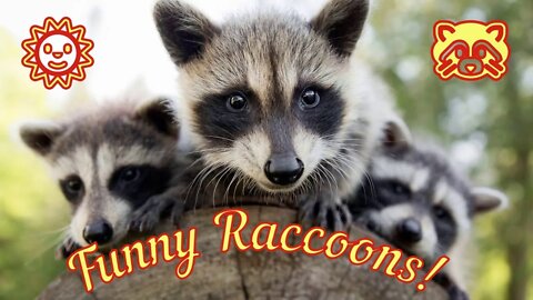 Смешные Еноты Из Тик Ток 3 Funny Tik Tok Raccoons Юмор