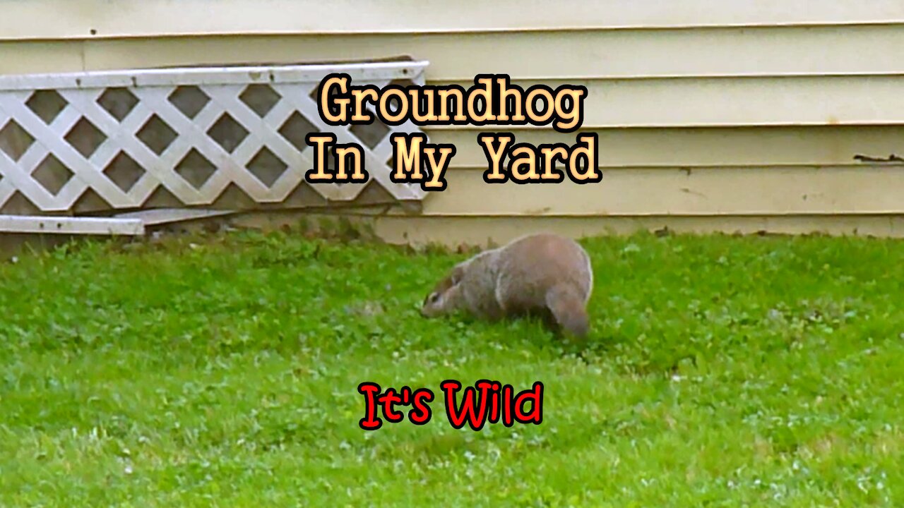 Groundhog In My Yard – It’s Wild