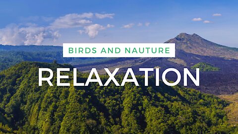 Relaxing Music-Relaxing Forest Sound With Birds, Nature -Meditation & Stress Relief