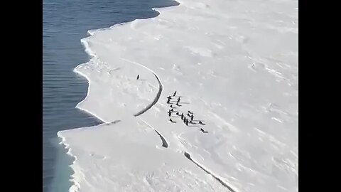 Família de pinguim #animals #shorts