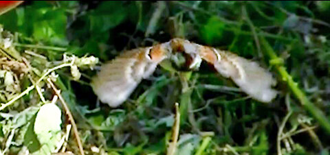 IECV NV #426 - 👀 More House Sparrows In The Backyard🐤🐤🐤 7-15-2017