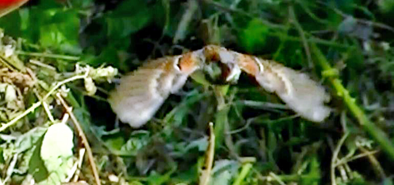 IECV NV #426 - 👀 More House Sparrows In The Backyard🐤🐤🐤 7-15-2017