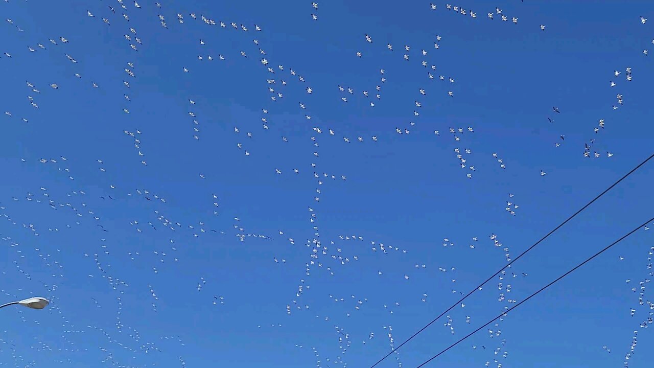 Snow Geese Migration