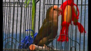 IECV PBV #05 | 👀Peanut Chewing It Up 🐥12-22-2013