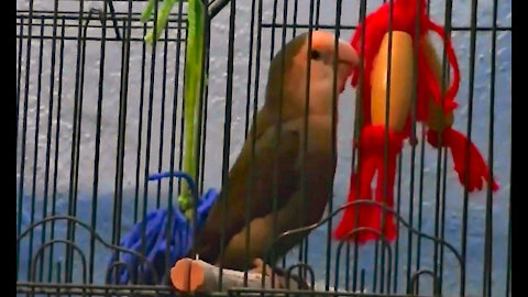 IECV PBV #05 | 👀Peanut Chewing It Up 🐥12-22-2013