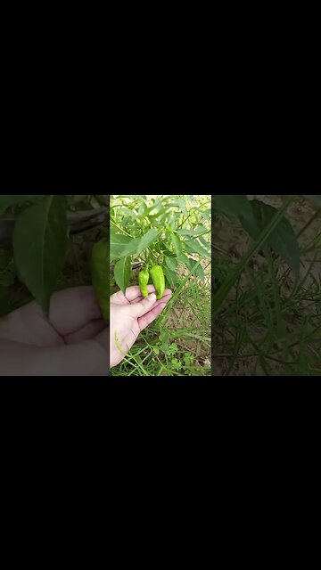 Home gardening Coming soon #shorts #ytshorts #viral #viralreels #trending #sabzilovers #nature