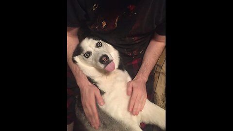 Dogs Videos But Try Not To Laugh🤣😂