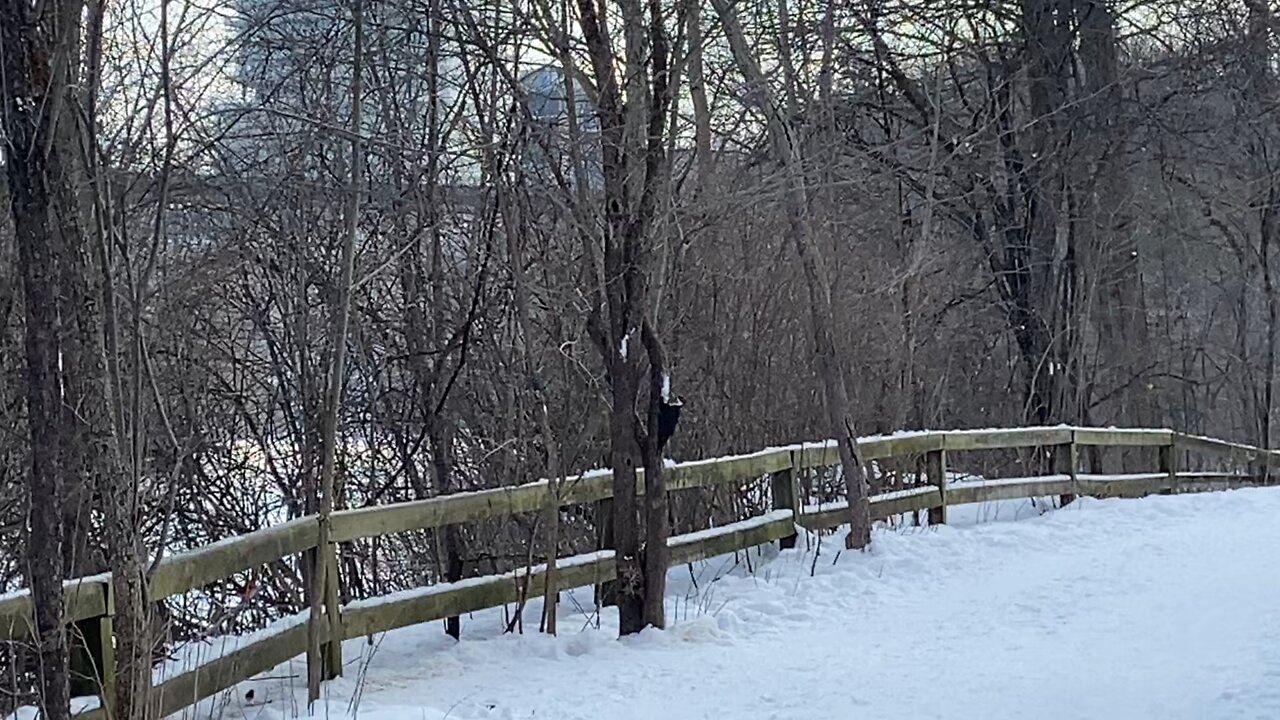 Pileated Wood Pecker James Gardens Toronto