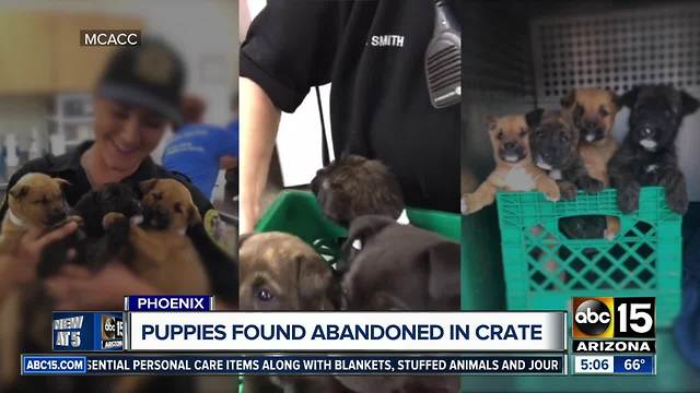 Puppies found abandoned in crate in South Phoenix