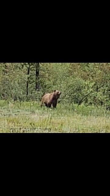 Grizzly Bear in Banff National Park