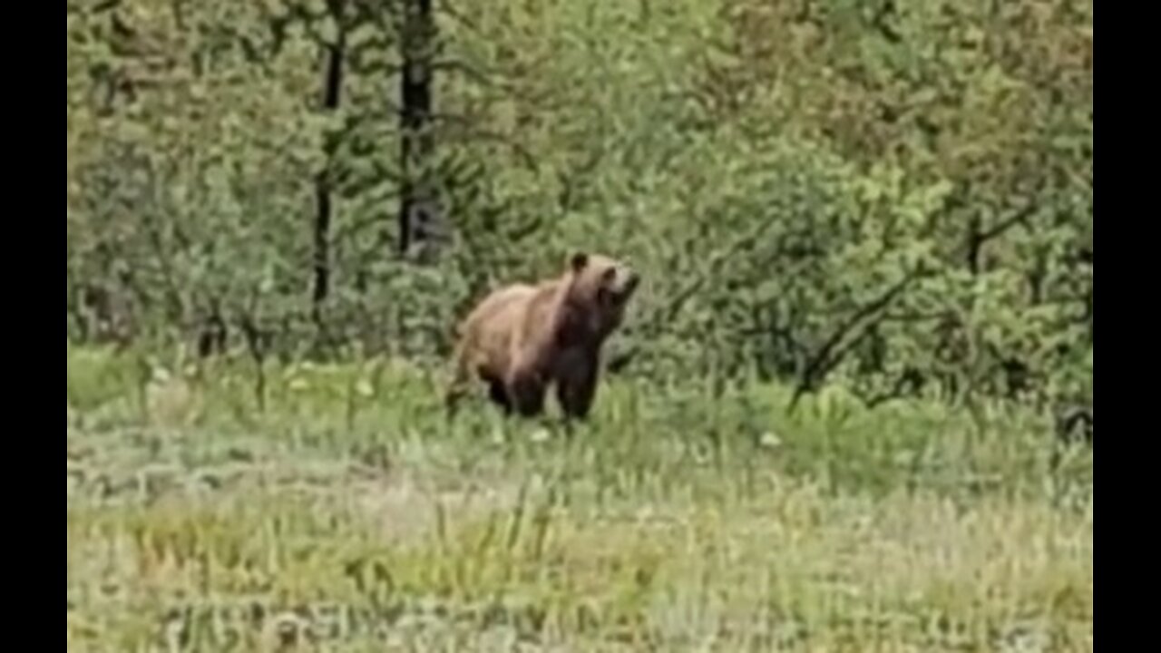 Grizzly Bear in Banff National Park