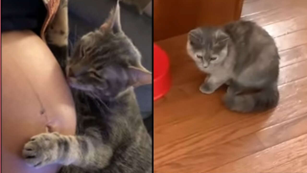 Cats realized its owner is pregnant