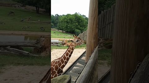 My best friends are giraffes