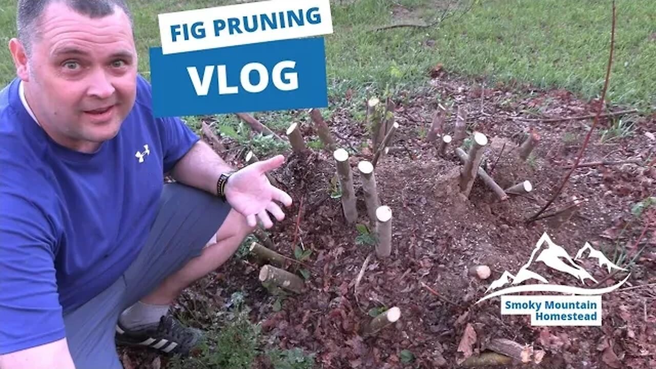 Fig Pruning
