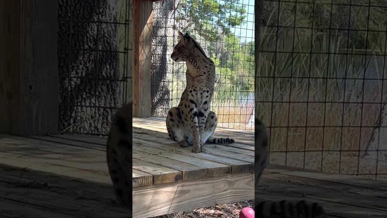 #350 Serval, Zucari, Surveying his Kingdom Watching his Human Servants #shorts #shortsvideo