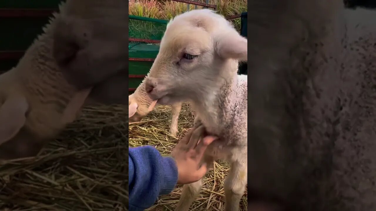 Aww soo cute 😍😍😍 #shorts #viral #subscribe #funny #animals #youtubeshorts #shortswithkye