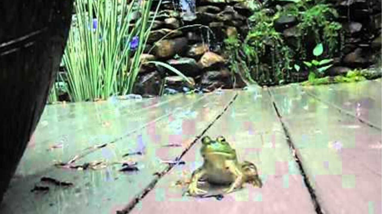 Frog Jumping in Slow Motion