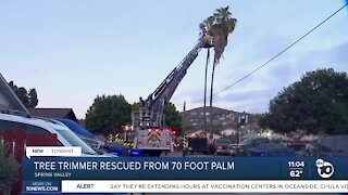 Tree trimmer rescued from 70-foot palm tree