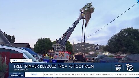 Tree trimmer rescued from 70-foot palm tree