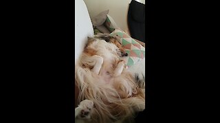 Dreaming Collie Literally Sings In Her Sleep