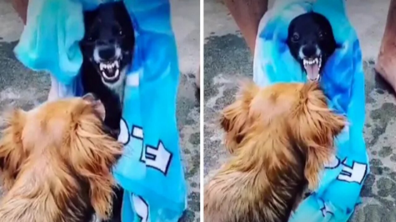 Dog makes hilarious sound when owner tries to dry him off